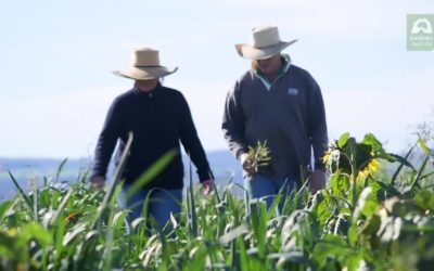 The Australian Government Landcare Farming Award to Amarula Dorpers