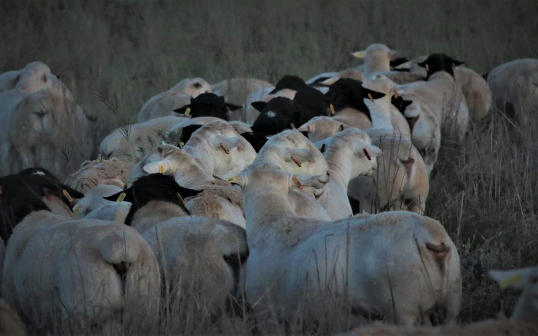 Amarula paves the way for resilient flock