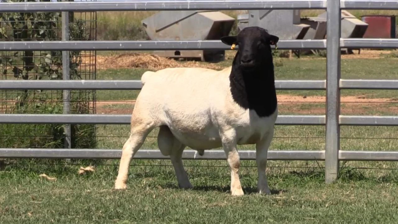 2022 Charleville Dorper and White Dorper Sale Amarula Dorpers & White
