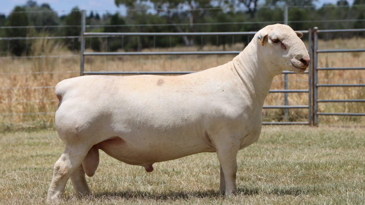 Amarula Sires | Amarula Dorpers & White Dorpers